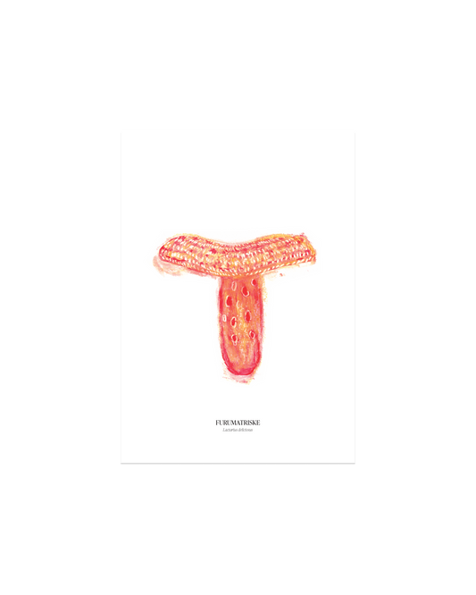 Furumatriske sopp-plakat