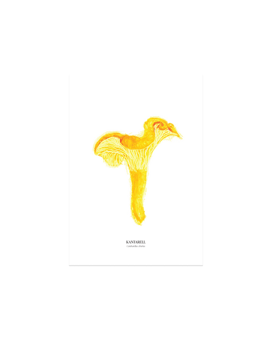 Kantarell sopp-plakat