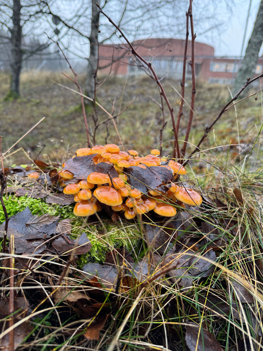 3 sopp du kan plukke nå