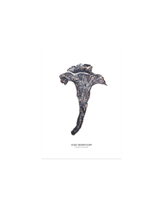 Svart trompetsopp sopp-plakat